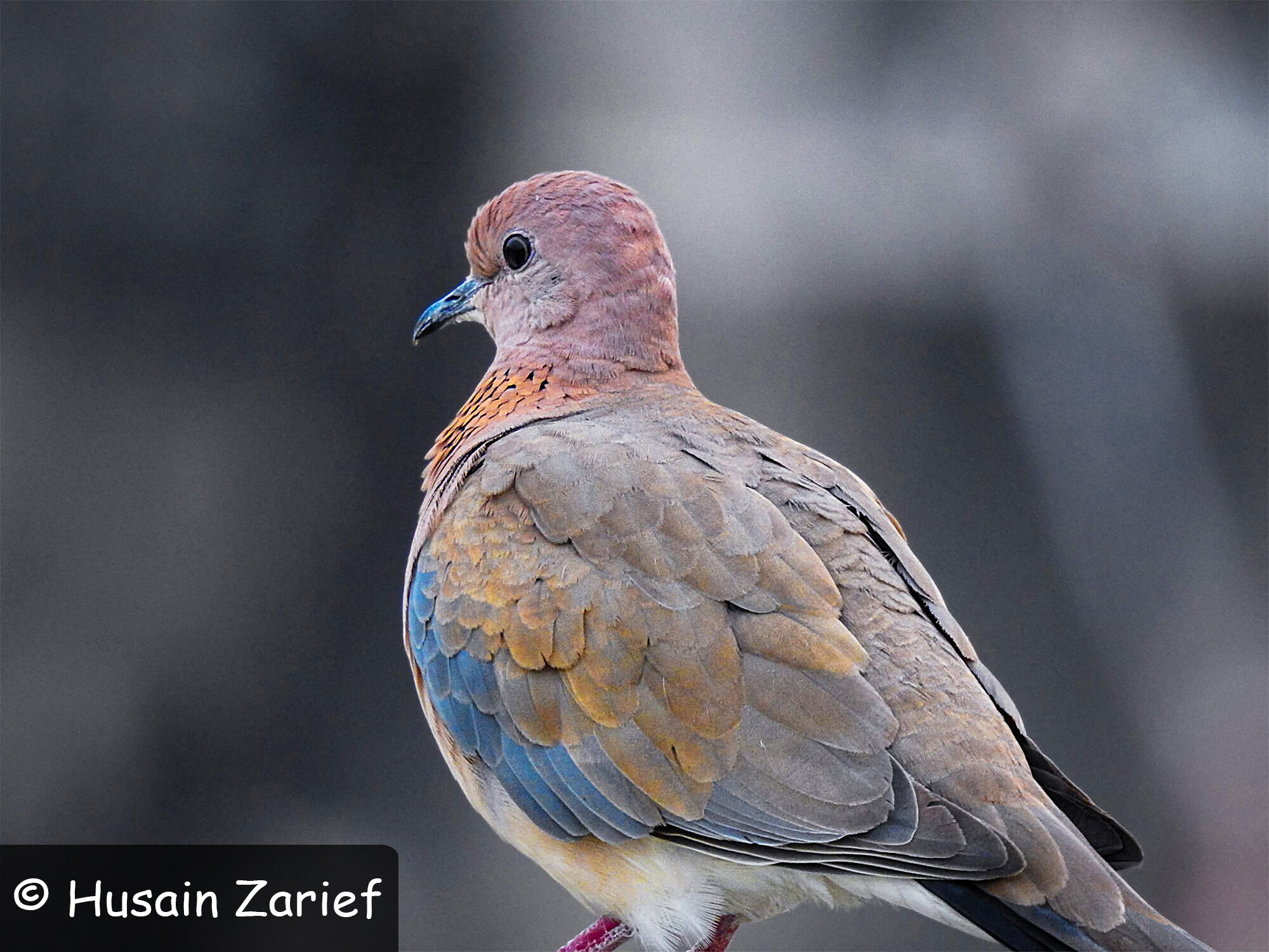 Laughing Dove